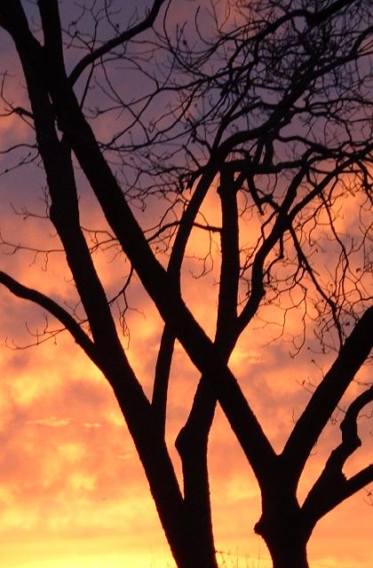 05630 colorful clouds behind tree at sunset 